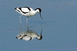 Avocet portfolio *New 1st July 2011* portfolio