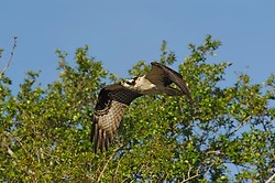 Osprey portfolio portfolio