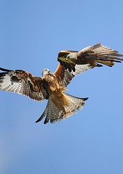 Red kite portfolio portfolio