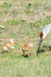 Sandhill crane portfolio portfolio