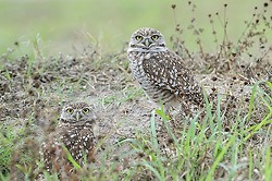 Burrowing owl portfolio portfolio
