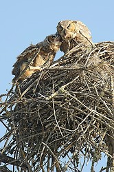 Great horned owl portfolio portfolio
