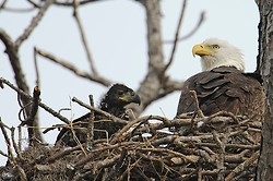 Bald eagle portfolio portfolio