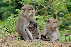 Long tailed Macaque portfolio *New 2nd October 2011* portfolio