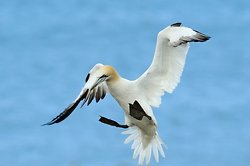 Gannet portfolio * Updated 1st July 2011* portfolio