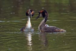 Great crested grebe portfolio portfolio