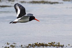 Oystercatcher portfolio portfolio