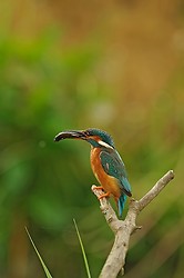 Kingfisher portfolio portfolio