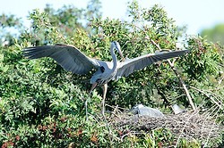 Blue heron portfolio portfolio