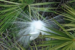 Great egret portfolio portfolio