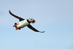 puffin portfolio portfolio