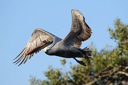 Brown pelican portfolio portfolio