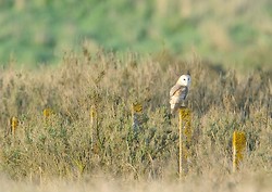 Barn owl portfolio portfolio
