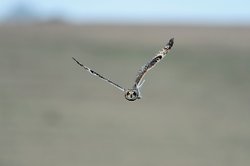 Short eared owl portfolio * Updated 12th January 2012 * portfolio