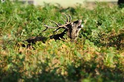 Red Deer portfolio *New 27th November 2011* portfolio